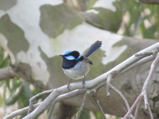 A small bird which is dark and light blue on their top and tail with a white underside. They’re standing on a branch