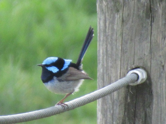 A small bird which is dark and light blue on their top and tail with a white underside. They’re standing on a fence wire