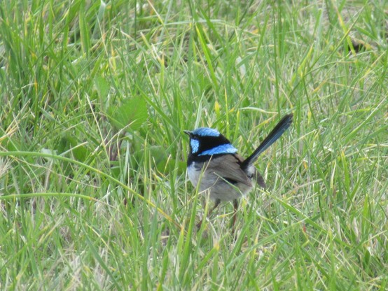 A small bird which is dark and light blue on their top and tail with a white underside. They’re standing in grass