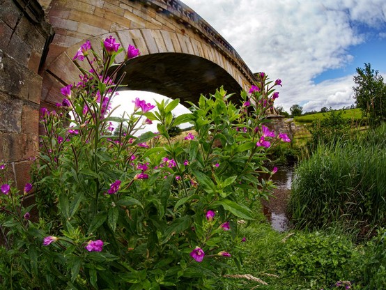 Looking up at lots of little pink flowers on a largish plant growing at the foot of the arch of a sandstone bridge. The river is just visible in the background.