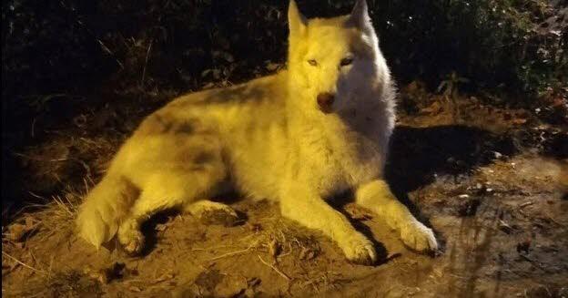 une plainte déposée pour actes de cruauté suite à la mort d’un chien
