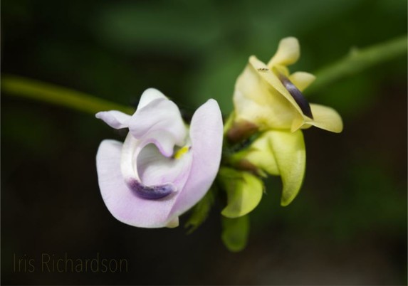 Trailing Fuzzybean Flowers -  pink and yellow. The Trailing Fuzzybean Flowers is native to North America and has various medicinal uses.  Most likely, the birds decided it would make a great addition to our garden. Macro photograph