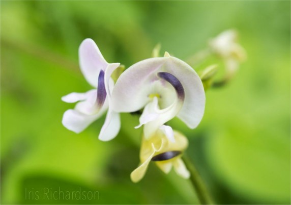 Pink Trailing Fuzzybean Flowers  -  pink and yellow Trailing Fuzzybean Flowers. The Trailing Fuzzybean Flowers is native to North America and has various medicinal uses.  Macro photograph