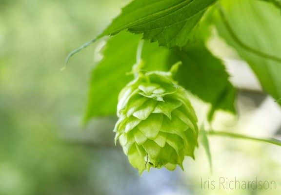 Hops Cone Flower (Humulus lupulus) hanging of its vine with leaves surrounding it. Hops are used to make beer. Macro photograph