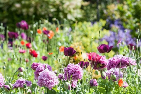 What is chaos gardening? The latest trend taking over…