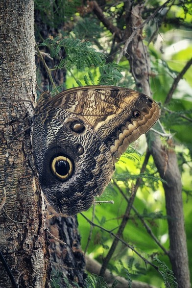 A close-up, vertical shot of a large brown owl butterfly resting on the textured bark of a tree trunk. The butterfly’s wings, which are closed, display a striking pattern resembling an owl's face, complete with a prominent, large, yellow and black "eye spot." The background is a soft blur of green leaves and branches. The image has a rich, earthy tone, with sharp focus on the butterfly and the tree bark.