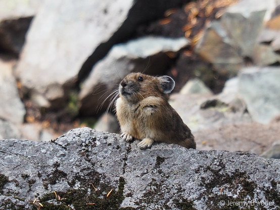 A small rodent like a roly-poly gerbil or mouse crossed with a teddy bear, sitting primly with its little paws at the edge of a boulder, looking forward as though about to launch into song or maybe a political speech
