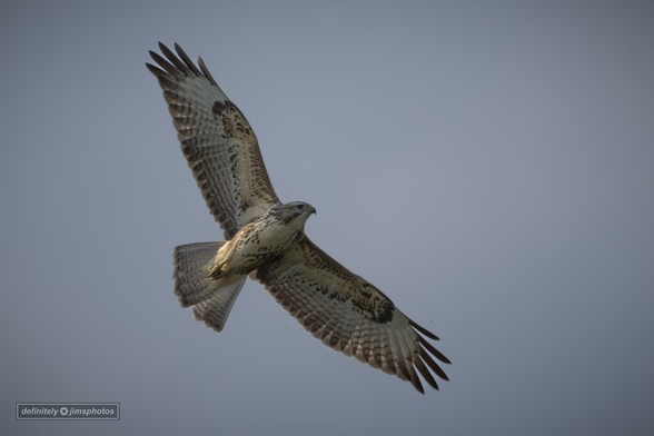 a large bird of prey set against a greyish blue sky