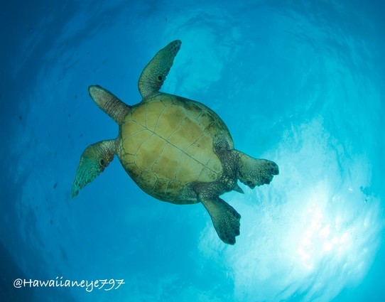 A sea turtle seen from below with the light of the sun brightening the right lower part of the photo.