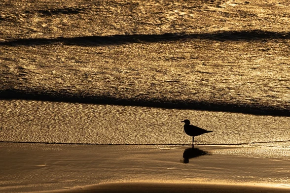 Silhouette of a seagull standing on wet sand at the shoreline, with golden evening light reflecting on the waves.