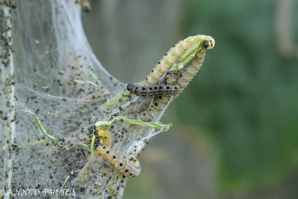 Several caterpillars crawl on a plant stem surrounded by webbing and numerous small black specks, likely frass or eggs, against a blurred green background.