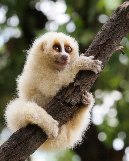 slow lorises (genus Nycticebus) is adorable—but did you know these primates also have a venomous bite? They’re one of the only mammalian species on Earth to possess this rare trait. A gland under the loris’s arm produces a chemical that turns deadly when mixed with loris saliva. Those bitten have reported anaphylactic shock, extreme pain, and infection among other side effects.