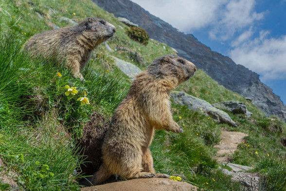 two marmots in summer on steep hillside in alps