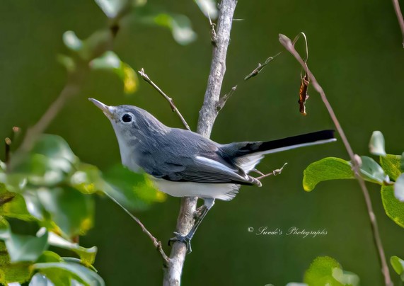"A blue-gray gnatcatcher (Polioptila caerulea) perches lightly on a thin, leafless branch, its small body angled forward with quiet intent. The bird is delicate and compact, with a soft gray-blue back that fades into clean white underparts. Its long, narrow tail—black with crisp white edges—extends behind it like a punctuation mark, balancing its posture and hinting at motion.

The gnatcatcher’s head is slightly tilted, eyes alert, beak fine and pointed—built for snatching tiny insects mid-air. Though still, it carries the energy of something about to flit away. Its feathers are smooth and close to the body, giving it a sleek, almost aerodynamic look.

The background is a soft blur of green, likely foliage, creating a gentle wash of color that frames the bird without distraction. The contrast between the sharp detail of the gnatcatcher and the diffuse greenery behind it makes the bird feel suspended—present, but barely tethered.

This is a portrait of precision and poise: a small songbird, balanced on a branch, caught in a moment of stillness before the next flick of its tail." - Copilot