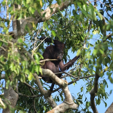 Orangutan sitting in the tree top