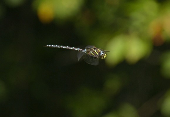 A dragonfly mid-flight