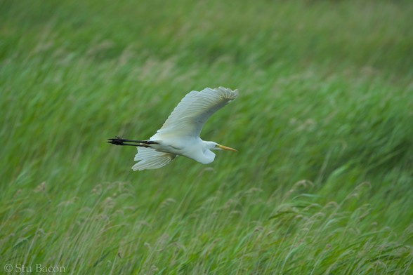 A photograph of a Great White Egret in flight. The background is a blurry mix of reeds all leaning right in the strong wind.