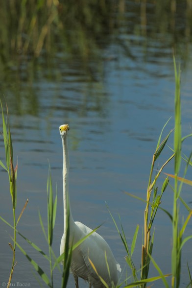 A photograph of a Great White Egret looking in between some reeds for something to eat.
