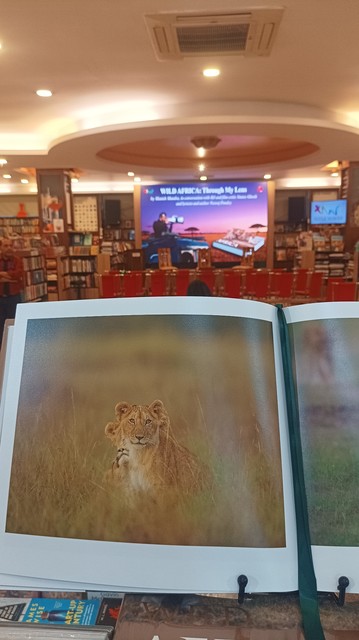 Spread of a coffee table book with a lioness and cubs behind her. Sitting in grassland. 

The bookstore behind the book is visible, chairs and stage with an out of focus photo of the event details.