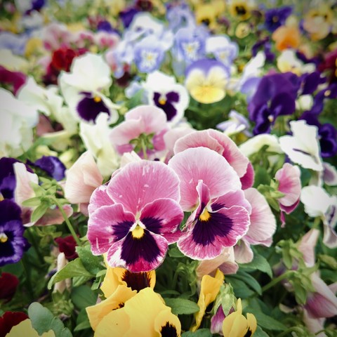 Bright, colorful flowers fill the frame under an overcast sky.
