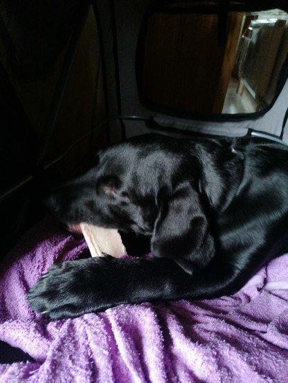 A better shot looking into the bike trailer. Quintin is lying inside enthusiastically chewing a beef rib. 

This time we can make out features on his 17 week old black labrador puppy head,  and more fully see the size of the bone. About the length of a book, and the width of two or three fingers.

His coat is more shiny than the shiniest thing in all of Ireland. It's SO SHINY

He is very happy and he will still not be taking any further questions at this time.