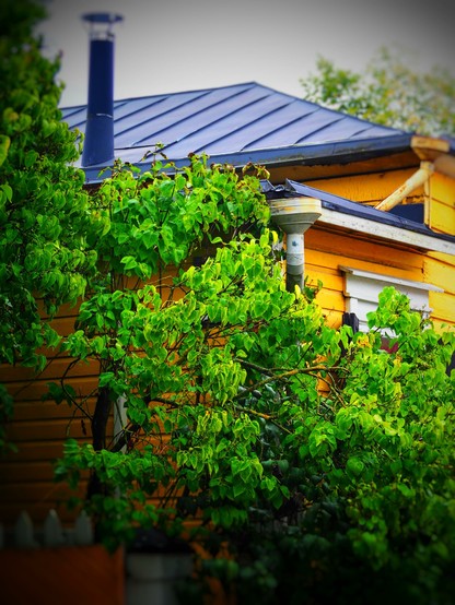 A yellow wooden house is partially visible, featuring a dark metal roof and a chimney. Lush green foliage surrounds the house, enhancing its natural ambiance.