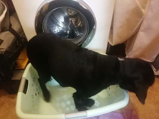 Quintin the 17 week old black labrador pup in training for Irish Guide Dogs. He is stood in an empty laundry basket facing to our right. Directly behind this is the empty washing machine that I was about to fill. He's quote helping unquote.