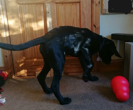 This is Quintin the 17 week old black labrador pup in training for Irish Guide Dogs. I've pictured him against the door where I've put a t square ruler measuring up to 66cm. I can't really tell if he's grown but his limbs look ganglier than in his week 14 photo. His hip looks approximately 4 fifths of the height of the t square. 

After reviewing the first image I think he's roughly halved the distance between his hip and the top of the t square since week 14. 

He's playing with a large red Kong wobble toy which is stuffed with kibble.