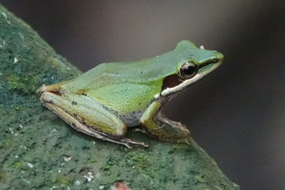 A green frog resting on a tree trunk. It has a white lip, with a copper patch located behind the eye.