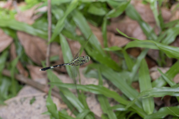 a variegated green skimmer (Orthetrum sabina) hovering in confusion above a messy lawn