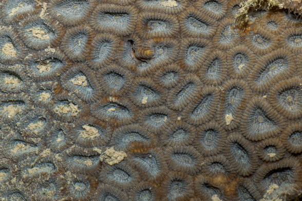 close-up shot of a hard coral colony showing the individual polyps with their soft tissue emerging from the corallites. The individual corals on the left suffer from poor hygiene.