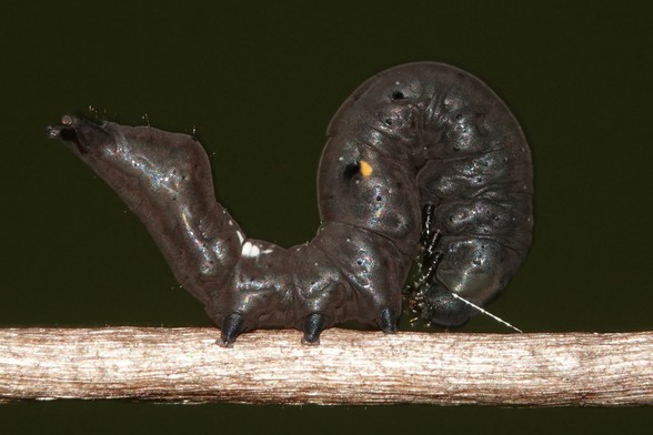 A dark grey caterpillar on a twig. It is holding its tail in the air. The front part of the body is bent double so that the head is near the middle of the body. A rainbow like sheen can be seen on the side of the body.