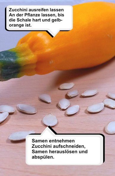 Foto einer gelben Zucchini auf einem Tisch mit Zucchini Saatgut im Vordergrund. Eine Sprechblase oben im Bild enthält den Text: "Zucchini ausreifen lassen An der Pflanze lassen, bis die Schale hart und gelb-orange ist." Eine Sprechblase im unteren Teil enthält: "Samen entnehmen Zucchini aufschneiden, Samen herauslösen und abspülen."