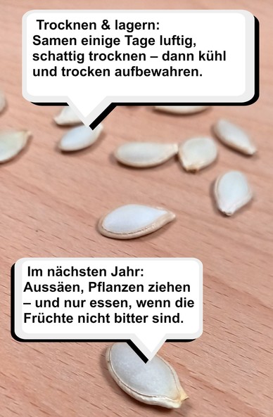 Zucchini Saatgut in Nahaufnahme auf einem Tisch. Eine obere Sprechblase enthält den Text: "Trocknen und lagern: Samen einige Tage luftig, schattig trocknen - dann kühl und trocken aufgebewahren." Eine untere Sprechblase besagt: "Im nächsten Jahr: Aussäen, Pflanzen ziehen - und nur essen, wenn die Früchte nicht bitter sind."