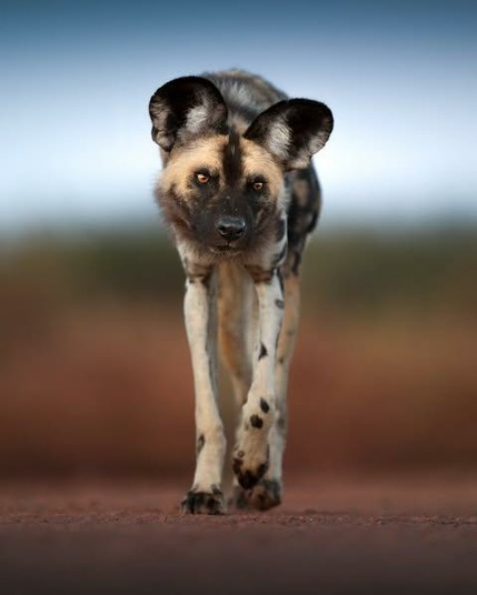 african wild dog approaching camera on red soil