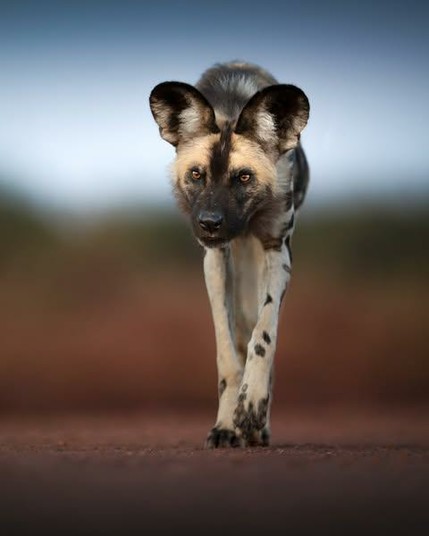 african wild dog approaching camera on red soil