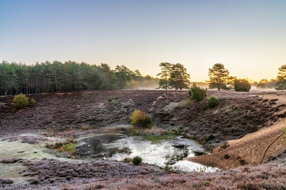 Die auf dem Foto festgehaltene Szene zeigt eine weite Heidelandschaft in der Misselhorner Heide, wahrscheinlich am frühen Morgen oder späten Nachmittag, erkennbar an der tief stehenden Sonne und der diffusen, leicht goldenen Beleuchtung.
Hauptelemente:
Vordergrund und Mittelfeld:
Die hügelige, sanft abfallende Landschaft ist dicht bewachsen mit Heidekraut (Calluna vulgaris), dessen Farbe in diesem Bild ein tiefes Violett-Braun oder rostiges Rotbraun aufweist. Dies deutet auf eine Aufnahme außerhalb der Hauptblütezeit (später Sommer/Frühherbst) oder auf eine herbstliche/winterliche Stimmung hin.
Teile des Bodens, insbesondere in tiefer gelegenen Bereichen, sind leicht weiß von Frost oder Reif überzogen, was die Vermutung einer kalten Morgenstunde im Herbst oder Winter verstärkt.
In einer Senke im Mittelfeld befindet sich eine kleine, dunkle Wasserfläche oder ein Teich, umgeben von Schilf oder Gräsern. Die Wasseroberfläche ist ruhig und spiegelt das Licht leicht wider.
Die Hänge sind unregelmäßig und weisen Spuren von Bewuchs und möglicherweise auch von Erosion oder Wegen auf.
Hintergrund:
Die Heidefläche geht in einen dichten Nadelwald über, der die linke Hälfte des Horizonts dominiert. Die Bäume wirken dunkelgrün.
Rechts in der Mitte stehen einige markante, einzeln stehende Kiefern mit ihren charakteristischen schirmförmigen Kronen, deren Umrisse sich gegen den hellen Himmel abzeichnen. Sie sind wahrscheinlich typische Kiefern in der Heide (oder auch Moorkiefern).
Der Himmel 