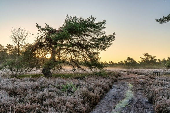Diese Szene, ebenfalls aus der Misselhorner Heide, konzentriert sich auf ein markantes Einzelelement und fängt die stimmungsvolle Morgenkälte noch intensiver ein als das vorherige Bild.
Hauptelemente:
Der Baum (Zentralmotiv): Im Mittelpunkt steht eine wunderschön geformte, knorrige Kiefer (vermutlich eine Moorkiefer oder eine Kiefer, die durch die Witterung geformt wurde). Ihre Äste sind weit und unregelmäßig ausgebreitet, was ihr eine charakteristische, fast bonsaiartige Erscheinung verleiht. Die tiefstehende Sonne scheint direkt durch die Äste und Nadeln, wodurch der Baum im Gegenlicht steht und sein Umriss hervorgehoben wird. Die Baumrinde wirkt dunkel und verdreht.
Der Boden und Bewuchs: Der Boden ist dicht bedeckt mit Heidekraut, dessen Triebe in einem Braun-Violett gehalten sind. Ein dicker weißer Reif (Frost) überzieht das Heidekraut und das Gras am Boden, was die kühle Morgenstimmung visuell unterstreicht. Die Frostschicht funkelt leicht im Sonnenlicht.
Der Weg: Rechts führt ein unbefestigter Sand- oder Schotterweg von vorne in die Tiefe des Bildes. Auch der Weg zeigt deutliche Spuren von Reif am Rand und in den Spurrillen, was seine Oberfläche dunkel und feucht erscheinen lässt.
Hintergrund und Licht: Der Horizont ist von einem leichten, bodennahen Nebel oder Dunst durchzogen, der die Landschaft im Hintergrund verschwimmen lässt und dem Bild Tiefe verleiht. Am Horizont sind die Silhouetten weiterer Kiefern sichtbar. Der Himmel ist in den warmen Farben des Sonnenaufga