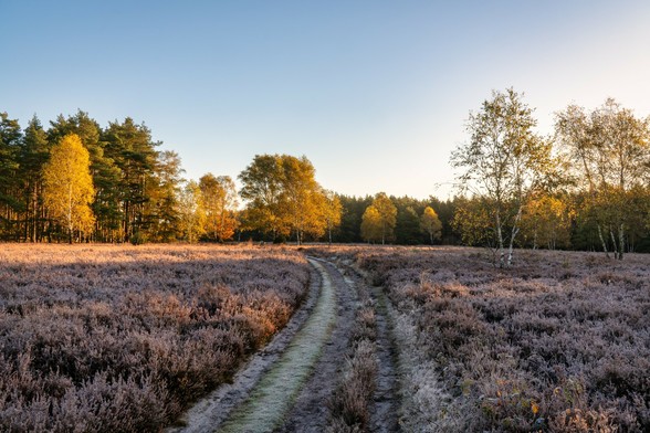 Diese Aufnahme aus der Misselhorner Heide fängt eine herbstliche Übergangsstimmung ein, bei der der Kontrast zwischen der Heidefläche und dem Waldrand besonders betont wird.
Hauptelemente:
Vordergrund (Heidefläche):
Die weite Fläche ist mit Heidekraut bedeckt, das wie in den vorherigen Bildern ein gedämpftes Violett-Braun oder Rostrot zeigt.
Der Boden und das Heidekraut sind, besonders entlang des Weges, leicht mit Reif oder Frost bedeckt, was auf einen kalten Morgen hinweist. Das frühe Sonnenlicht wirft lange Schatten und betont die Textur der reifbedeckten Pflanzen.
Der Weg:
Ein unbefestigter Feldweg zieht sich in einer sanften Kurve von der Mitte des Vordergrundes in die Tiefe des Bildes und führt auf den Waldrand zu.
Der Weg selbst ist dunkler und durch den leichten Frost an den Rändern kontrastreich zur trockeneren Mitte.
Hintergrund (Waldrand und Herbstlaub):
Der Waldrand bildet eine deutliche Grenze. Er ist eine Mischung aus dunklen Nadelbäumen (vermutlich Kiefern) auf der linken Seite und hellen Laubbäumen (vermutlich Birken und Buchen) im Zentrum und rechts.
Die Laubbäume sind in ihrer vollen Herbstfärbung und leuchten in intensivem Goldgelb und Orange. Das frühe Sonnenlicht trifft direkt auf dieses leuchtende Laub und lässt es nahezu strahlen.
Besonders rechts steht eine markante Birke mit weißer Rinde, deren Krone in hellem Gelb leuchtet.
Licht und Atmosphäre:
Die Beleuchtung ist entscheidend für die Stimmung: Die tiefstehende Sonne (wahrscheinlich von links kommen