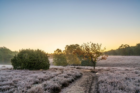 Dieses Bild fängt eine besonders starke Atmosphäre eines kalten, klaren Morgens in der Misselhorner Heide ein, wobei der Reif die Landschaft fast vollständig bedeckt.
Hauptelemente:
Vordergrund (Heide und Weg):
Die gesamte offene Fläche der Heide im Vordergrund ist dicht mit Heidekraut bewachsen. Das auffälligste Merkmal ist der intensive, dicke Reif- oder Frostbelag, der das Heidekraut in ein helles, fast weiß-violettes Gewand hüllt. Die Textur der Landschaft wirkt dadurch spröde und funkelnd.
Ein unbefestigter Weg führt in einer leichten Kurve von der Bildmitte in die Tiefe. Der Weg selbst ist dunkler und feucht, mit Reifspuren an den Rändern, wodurch er einen starken Kontrast zur hell gefrosteten Heide bildet.
Zentrale Baumgruppe:
In der Mitte des Bildes steht eine kleine Gruppe von Bäumen und Sträuchern, die den Weg flankiert:
Links dominiert ein großer, runder Strauch oder Busch (möglicherweise ein Wacholder oder eine junge Kiefer) mit dunklem, sattem Grün, das kaum vom Reif bedeckt ist.
Rechts daneben stehen Laubbäume, die ihre Herbstfärbung zeigen – von hellem Gelb bis zu Orange-Rot. Einer der Bäume rechts (vermutlich eine Eiche oder Birke) hat noch einige rötlich-orange Blätter, die im Sonnenlicht leuchten.
Die Bäume rahmen den Blick auf den Horizont.
Hintergrund und Licht:
Hinter der Baumgruppe und weiter rechts ist der Waldrand sichtbar, der dunkle Silhouetten von Kiefern und Nadelbäumen zeigt.
Der Horizont ist von einem warmen, sanften Goldgelb durchzogen, das sich