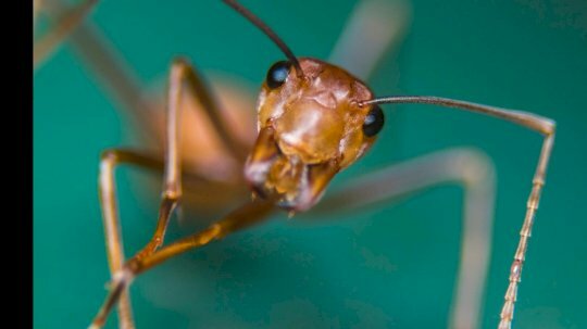 ‘fire-ant’-cyber-spies-compromise-siloed-vmware-systems-–-source:-wwwdarkreading.com