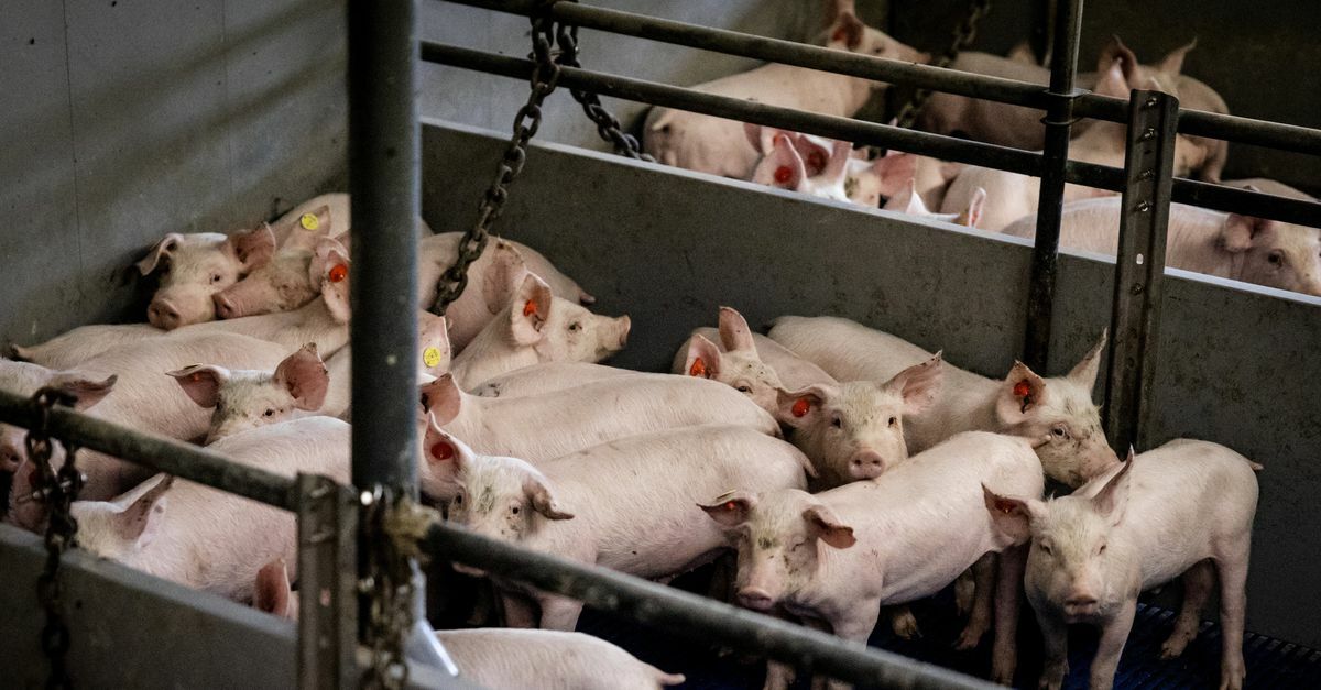 Varkens in een stal in Noord-Brabant. 