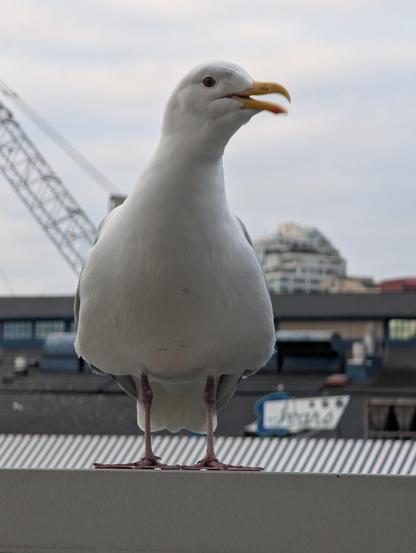 Hungry looking seagull standing on a metal railing with the Seattle skyline visible behind it