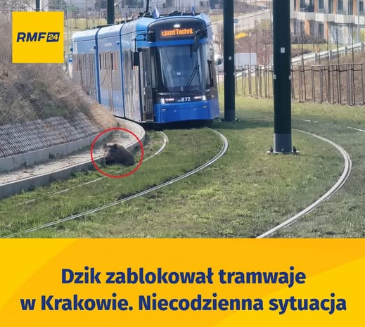 Zdjęcie dzika na torach tramwajowych z podpisem - dzik zablokował tramwaje w Krakowie. Niecodzienna sytuacja