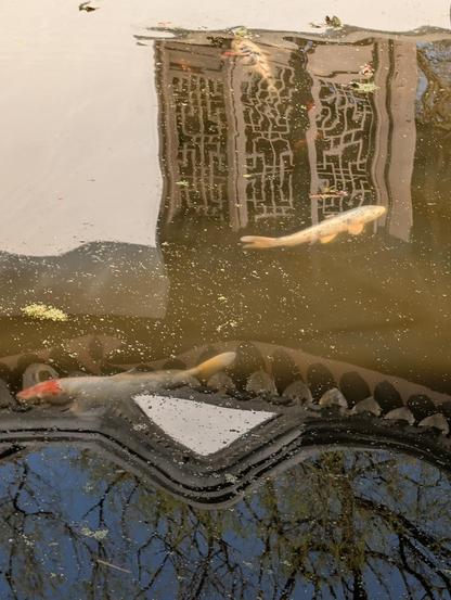 Closeup view of some of the fish