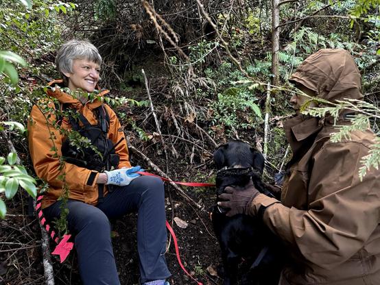 A white female with gray hair wearing a radio on a chest harness talking to a male in a brown rain coat while sitting next to a black Labrador, in a dense forest