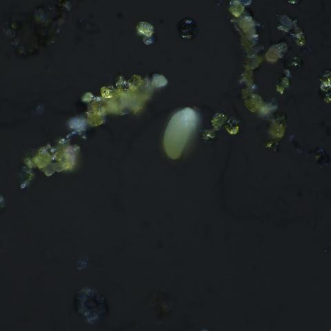 Elongated mostly-opaque green particle with several smaller semitransparent green particles nearby