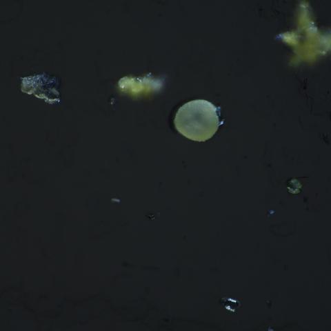 Spherical-ish pale green particle with a slightly fuzzy looking texture visible around the perimeter