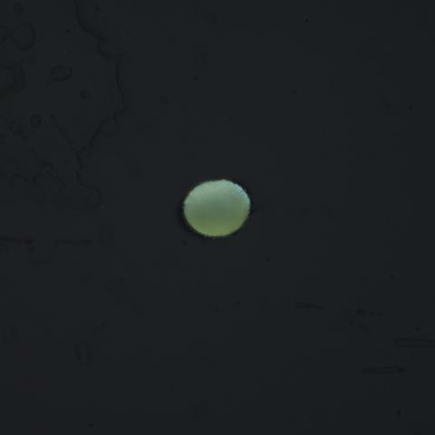 Another rounded slightly fuzzy pale green particle