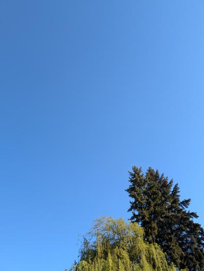 Trees silhouetted against a completely cloudless sky